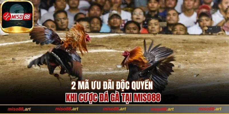 2 mã ưu đãi độc quyền khi cược đá gà tại Miso88