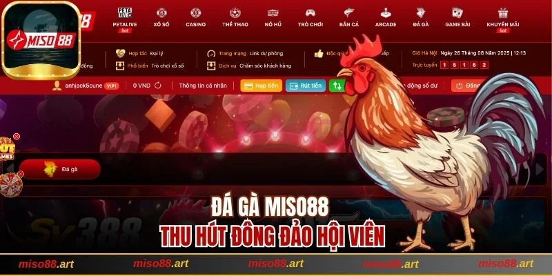 Đá gà Miso88 thu hút đông đảo hội viên